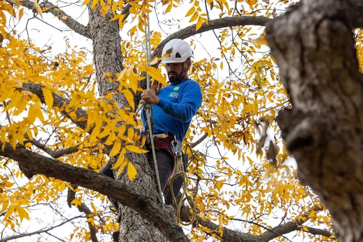 Skilled Tree Trimming crew working in Posey